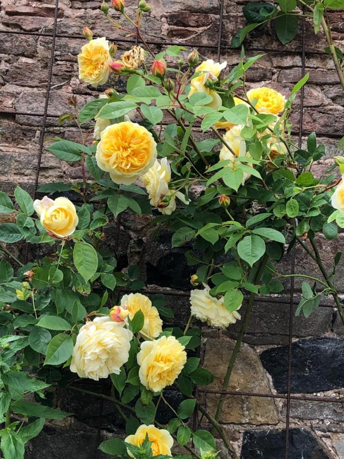Billerwell B&B Hawick Dış mekan fotoğraf